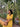 Yellow Hand Dyed Cotton Linen Women Short Dress Long Sleeves WSDLS092311